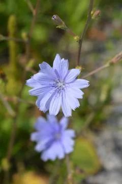 Wild chicory Stock Photos