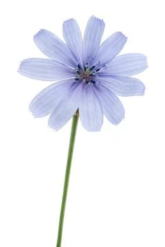 Wild chicory Stock Photos