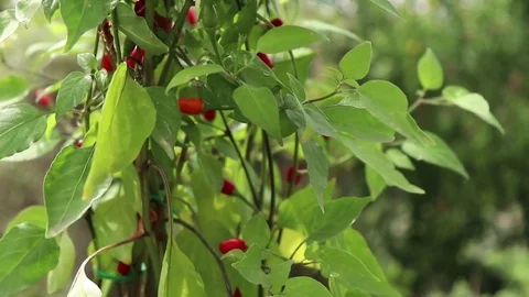 Wild Chilli pepper Capsicum Chacoense cap 1445 in summer day Stock Footage 79881582