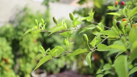 Wild Chilli pepper Capsicum Chacoense cap 1445 in summer day Stock Footage 79887796