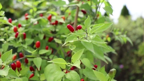 Wild Chilli pepper Capsicum Exile Cobincho in summer day Stock Footage 79884495