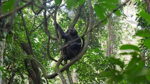 Wild chimpanzee climbing on tree branches in the jungle Stock Footage 329610367
