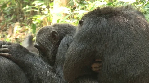 Wild Chimpanzees Stock Footage 84604495