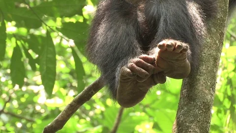 Wild Chimpanzees Stock Footage 84605796