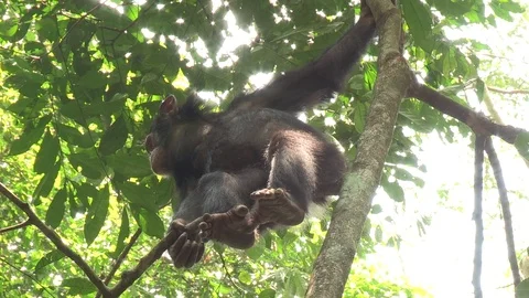 Wild Chimpanzees Stock Footage 84605870