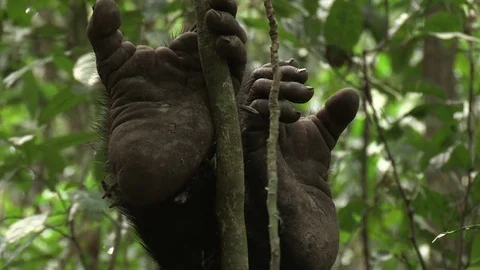 Wild Chimpanzees Stock Footage 84610405