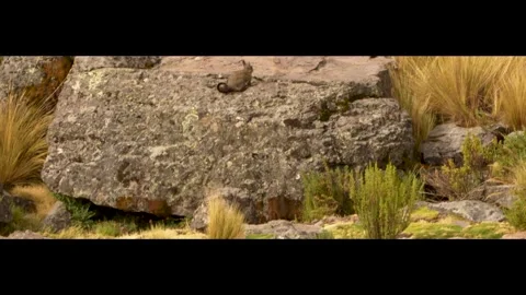 Wild chinchilla in Peru Stock Footage 267168070