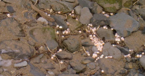 Wild Chinook Salmon Eggs In Stream Stock Footage