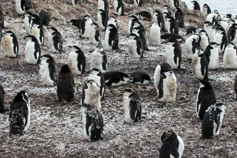Wild chinstrap penguin Stock Photos