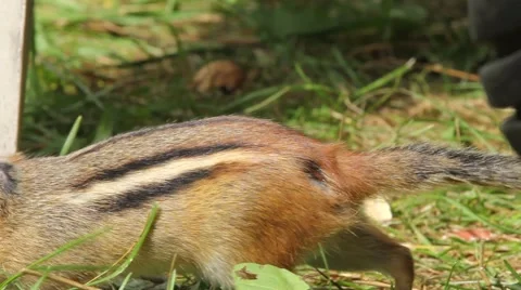 Wild chipmunk eagerly eating out of a person's hand Stock Footage 63149632