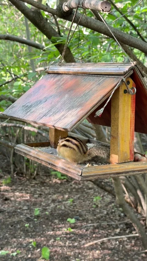 A wild chipmunk eats from a house-shaped bird feeder Stock-Footage 336656198