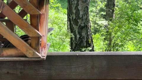 A wild chipmunk eats next to a wooden feeder in a summer forest. 4K footage Stock Footage 339388108