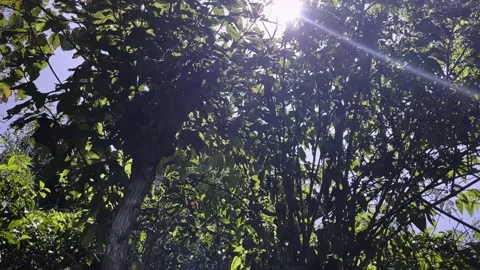 Wild chipmunk jumps on tree branches in sunny weather Stock Footage 219569190