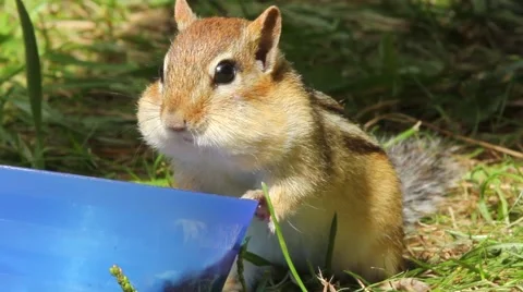 Wild chipmunk keeps knocking over bowl while eating Stock-Footage 63149585