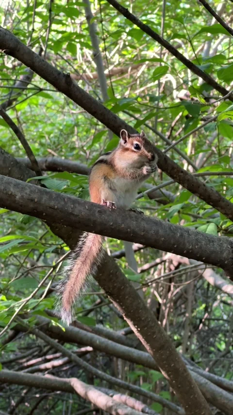 A wild chipmunk with a long tail eats while perched on a tree branch Stock-Footage 336656202