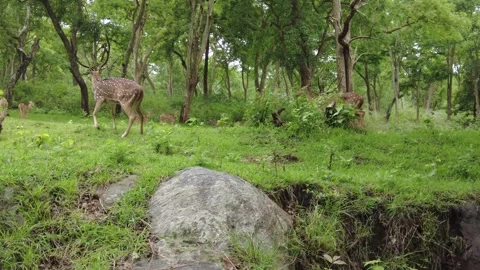 Wild chital, spotted axis deer, with antlered stags and fawns Stock Footage 346334747