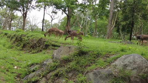 Wild chital, spotted axis deer, herd with stags Stock Footage 346334764