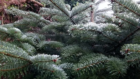 Wild Christmas Tree With Frost On The Needles 스톡 동영상 148222453