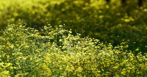 Wild chrysanthemums blooming in the scorching summer, natural outdoor plants, ye Stock Footage 242999862