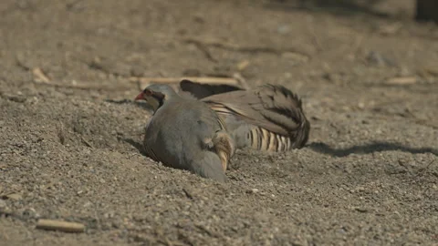 Wild chukar partridges dust bathing in sand profile. 4K Rec709 Stock Footage 340837607