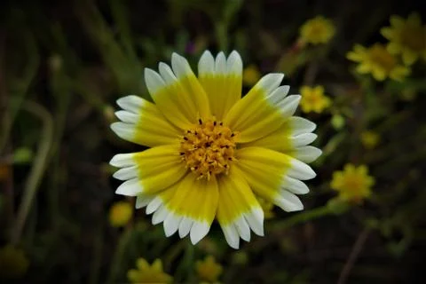 Wild Circle 스톡 사진