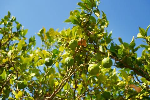 Wild citrus tree Stock Photos