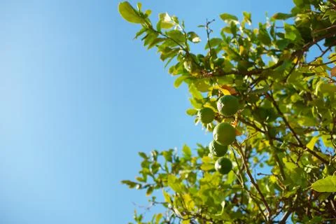 Wild citrus tree Stock Photos