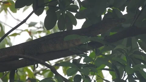 Wild Civet Climbing Tree to Find a Sleeping Spot Stock Footage 308474766