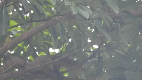 Wild Civet Climbing Tree to Find a Sleeping Spot Stock Footage 308474954