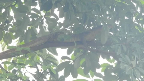 Wild Civet Climbing Tree to Find a Sleeping Spot Video stock 308475301