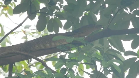 Wild Civet Climbing Tree to Find a Sleeping Spot Stock Footage 308475317