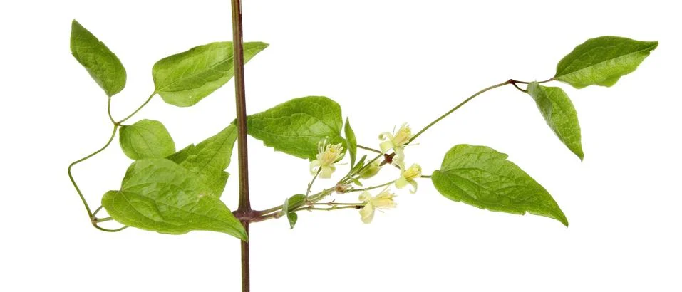 Wild clematis Stock Photos