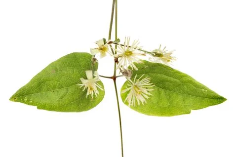 Wild clematis Stock Photos