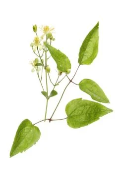 Wild clematis Stock Photos