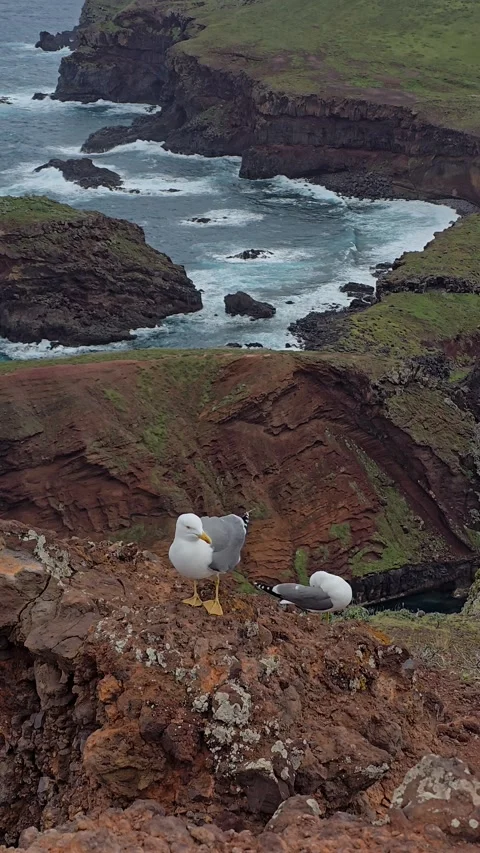 Wild cliffs of Ponta de São Lourenço, Madeira Stock Footage 310025570