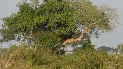 A wild climbing lions, Queen Elizabeth National Park, Uganda, Africa Vídeos de archivo 59888015