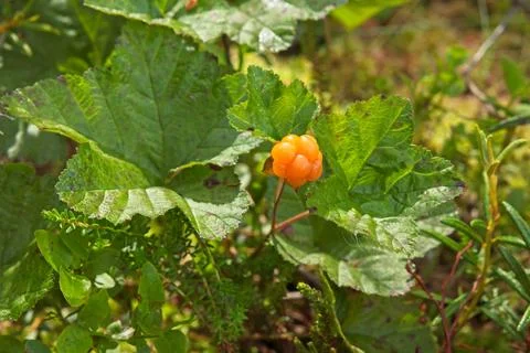 Wild cloudberry. Foto stock