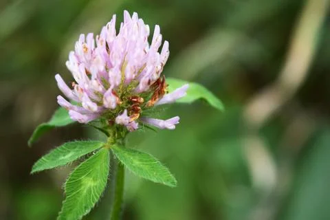 Wild Clover Flowering Stock Photos