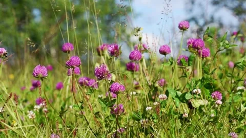 Wild clover flowers Stock Footage 247054327