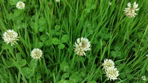 Wild clover Stock Footage 132283039