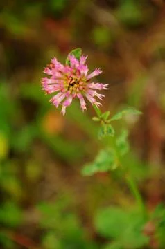 Wild clover Stock-Fotos