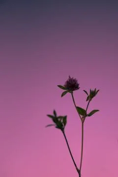 Wild Clover at Sunset Stock Photos