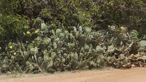 Wild Cluster of Prickly Pear Cacti in Sri Lanka Видео 79830090