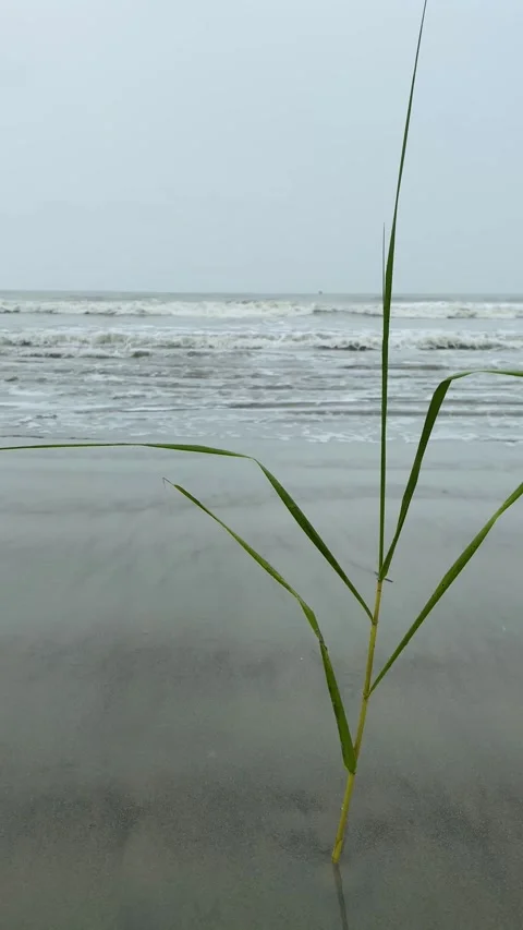 Wild coastal grass standing on wet sandy beach near ocean tide with overcast Stock Footage 344073285