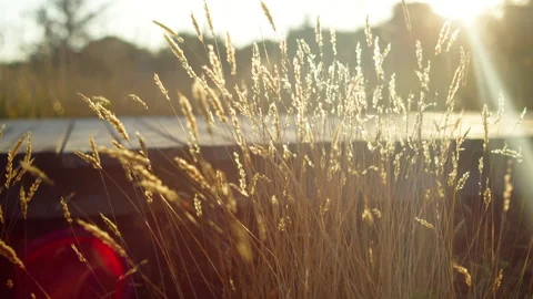 Wild Coastal Plants Moving In Wind During Sunset Nova Scotia Canada Stock Footage 319952216