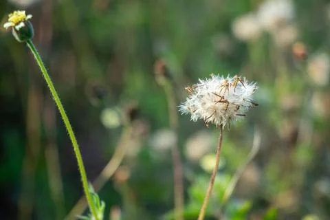 Wild coatbutton seed heads on slender stems in nature Foto stock