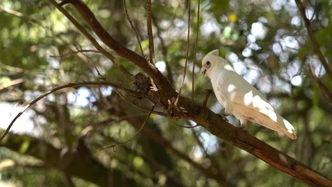 Wild Cockatoo 動画素材 94642449
