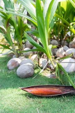 Wild Coconuts on a Background of Leaf with Rain Water Stock Photos