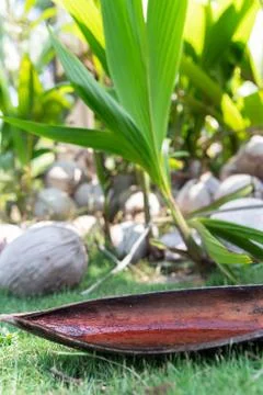 Wild Coconuts on a Background of Leaf with Rain Water Foto stock