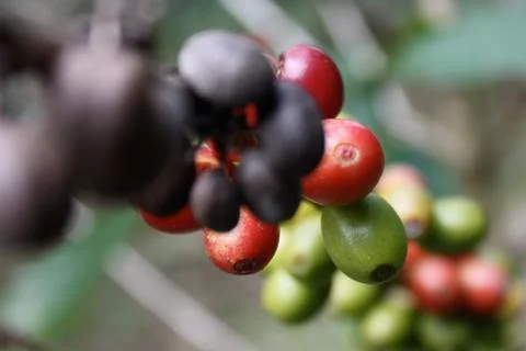 Wild Coffee Beans Stock Photos